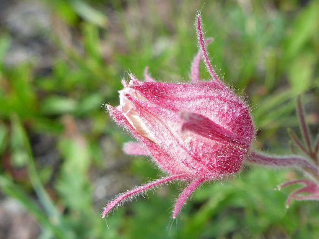 Developing flower