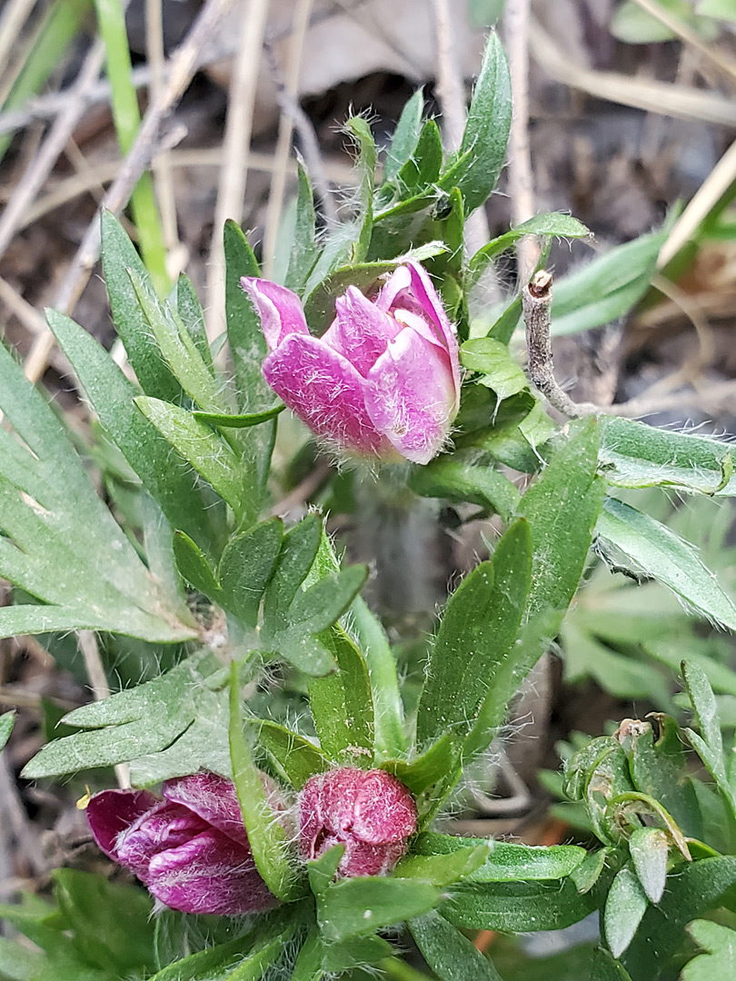 Hairy flowers and leaves