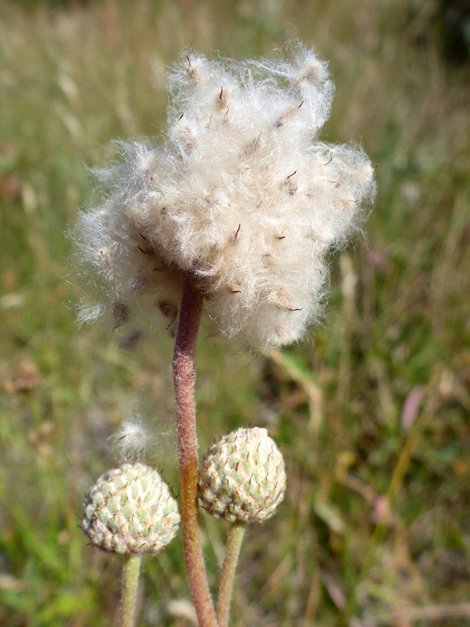 Fluffy seeds