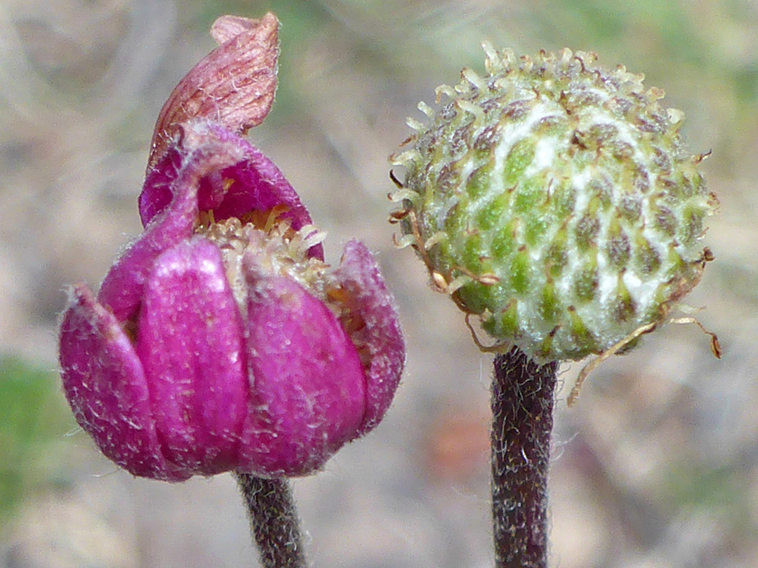 Two flowers