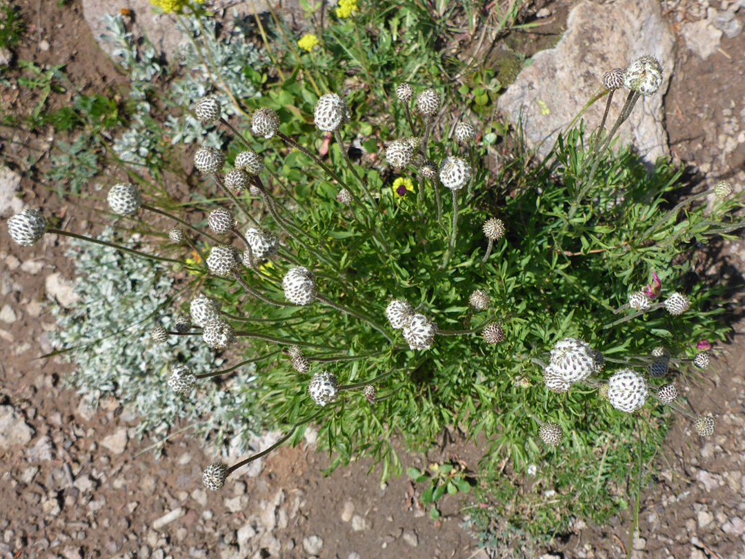 Flowering stems