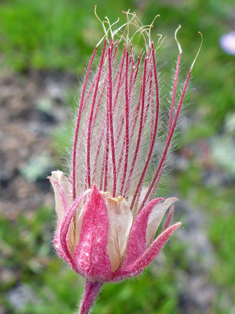 Silky fruits