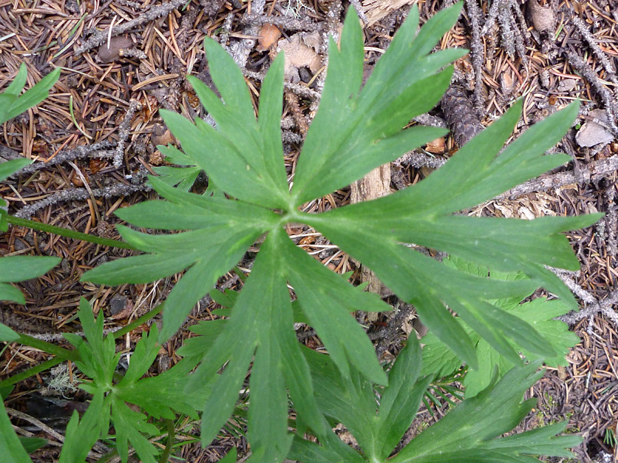 Green leaf