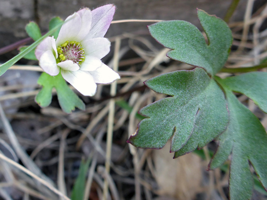 Flower and leaf