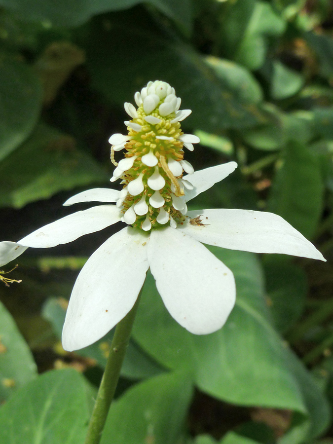 White flowerhead