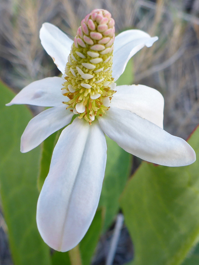 Large white bracts