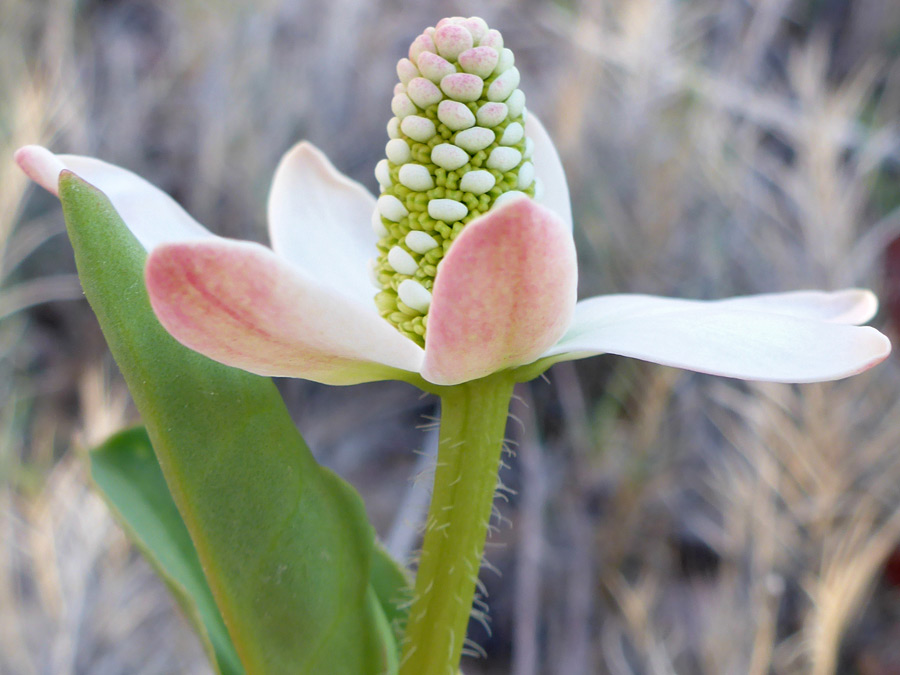 Developing flowerhead