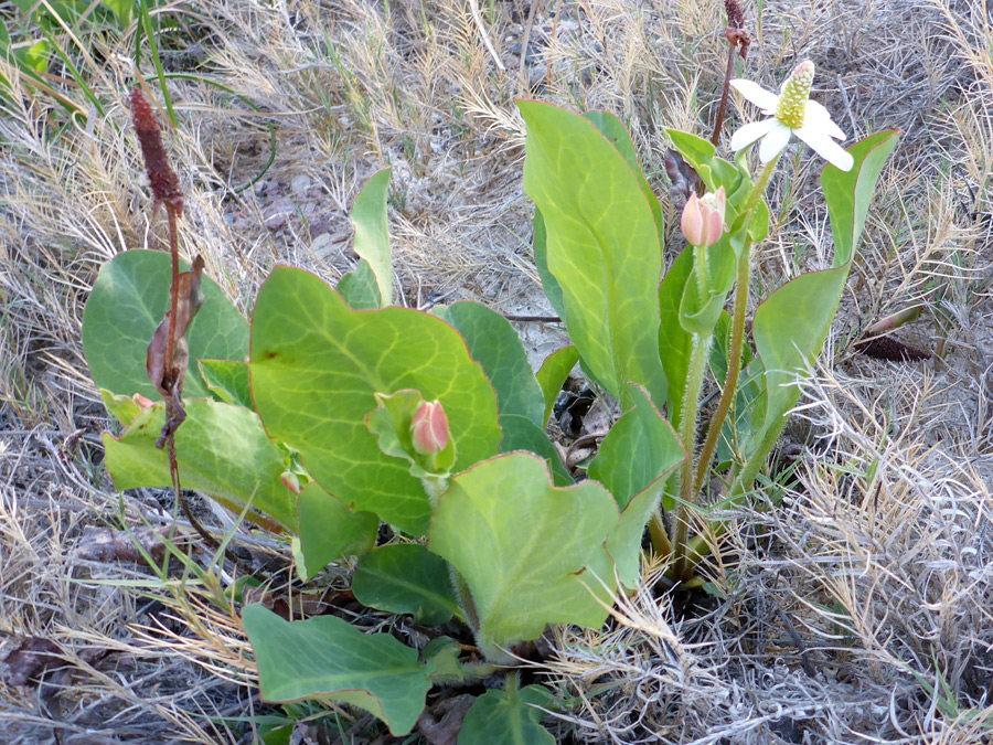 Flower and buds