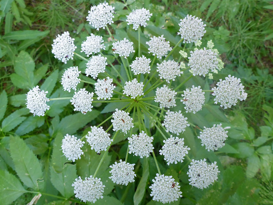 Compound umbel