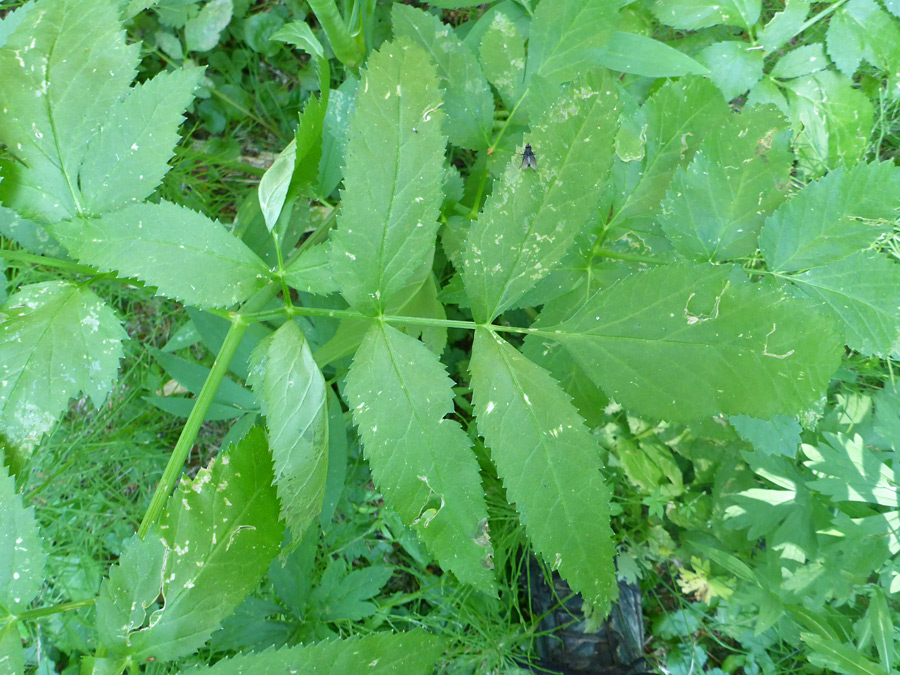 Compound leaf