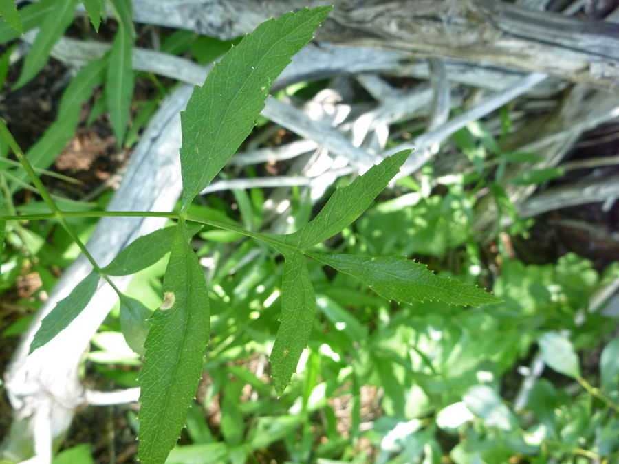 Compound leaf