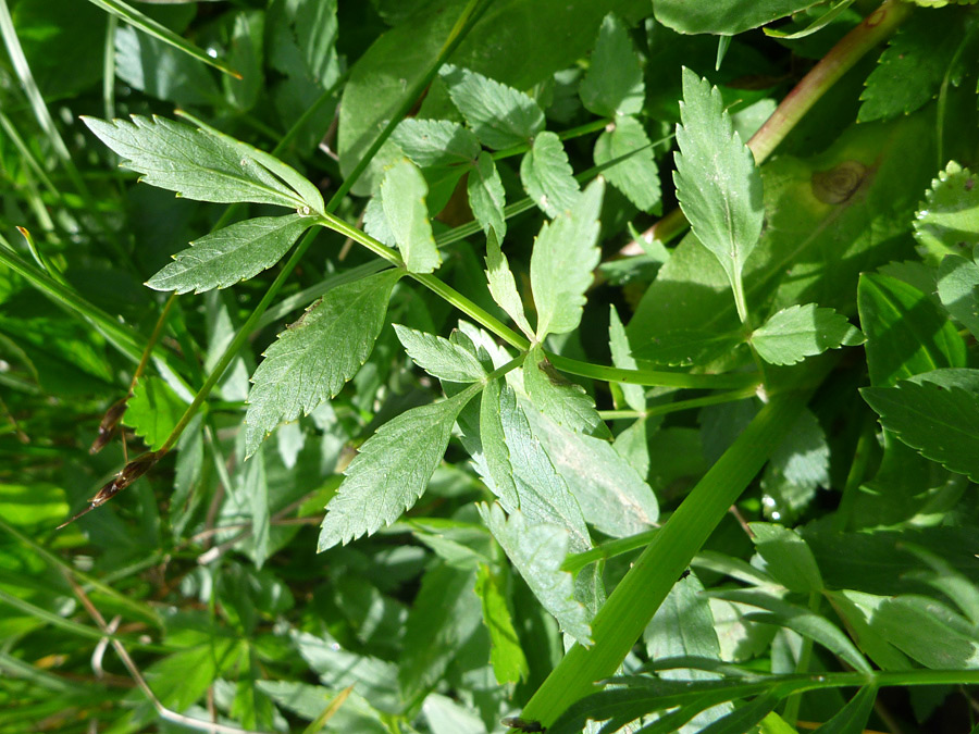 Compound leaf