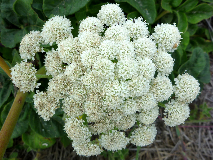 Cluster of white flowers