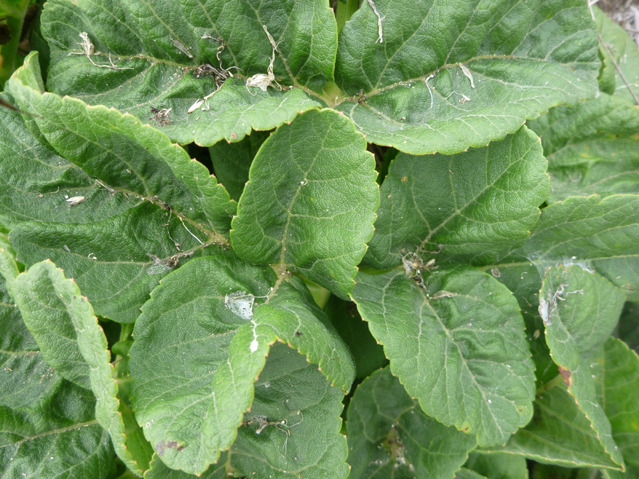 Green leaves