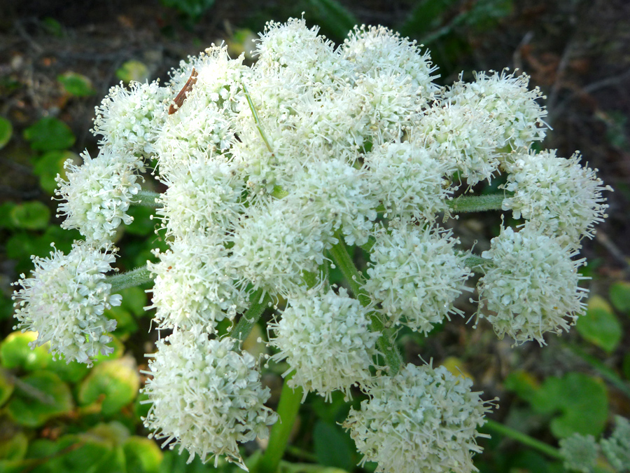 Compound umbel