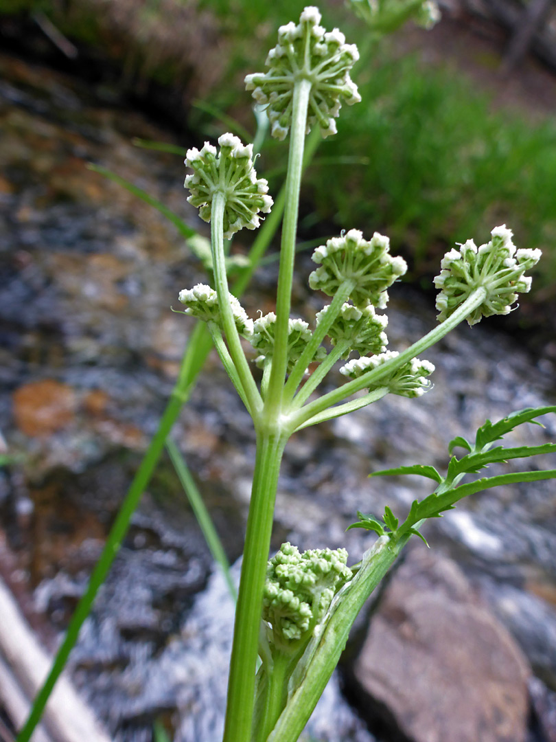 Bractless inflorescence