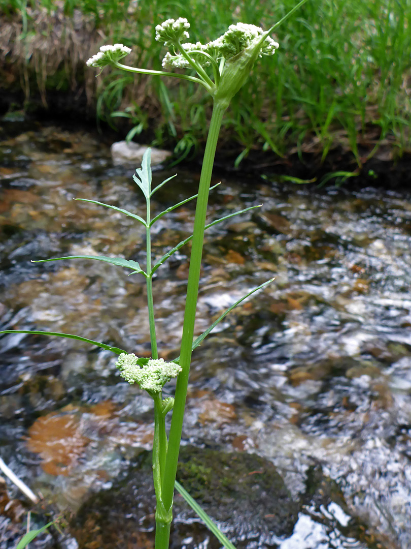 Slender stem