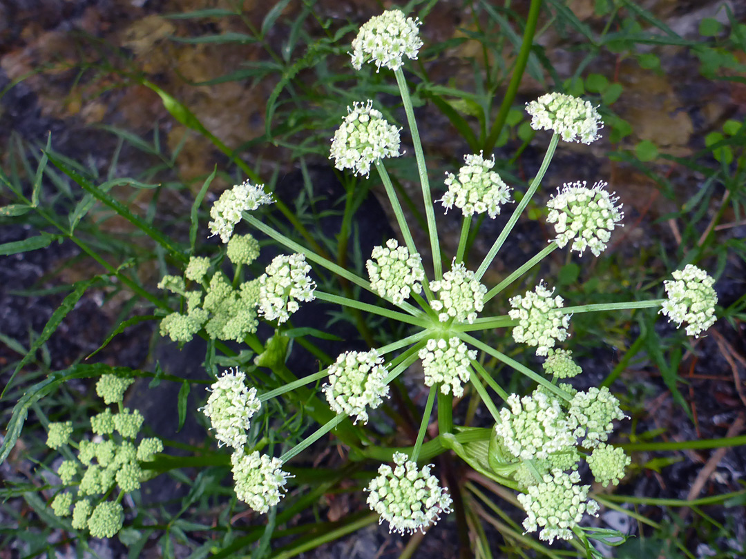 Open flower cluster