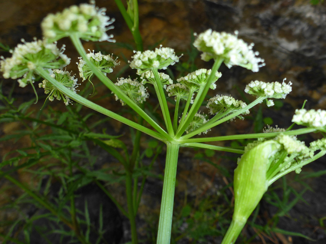 Compound umbel