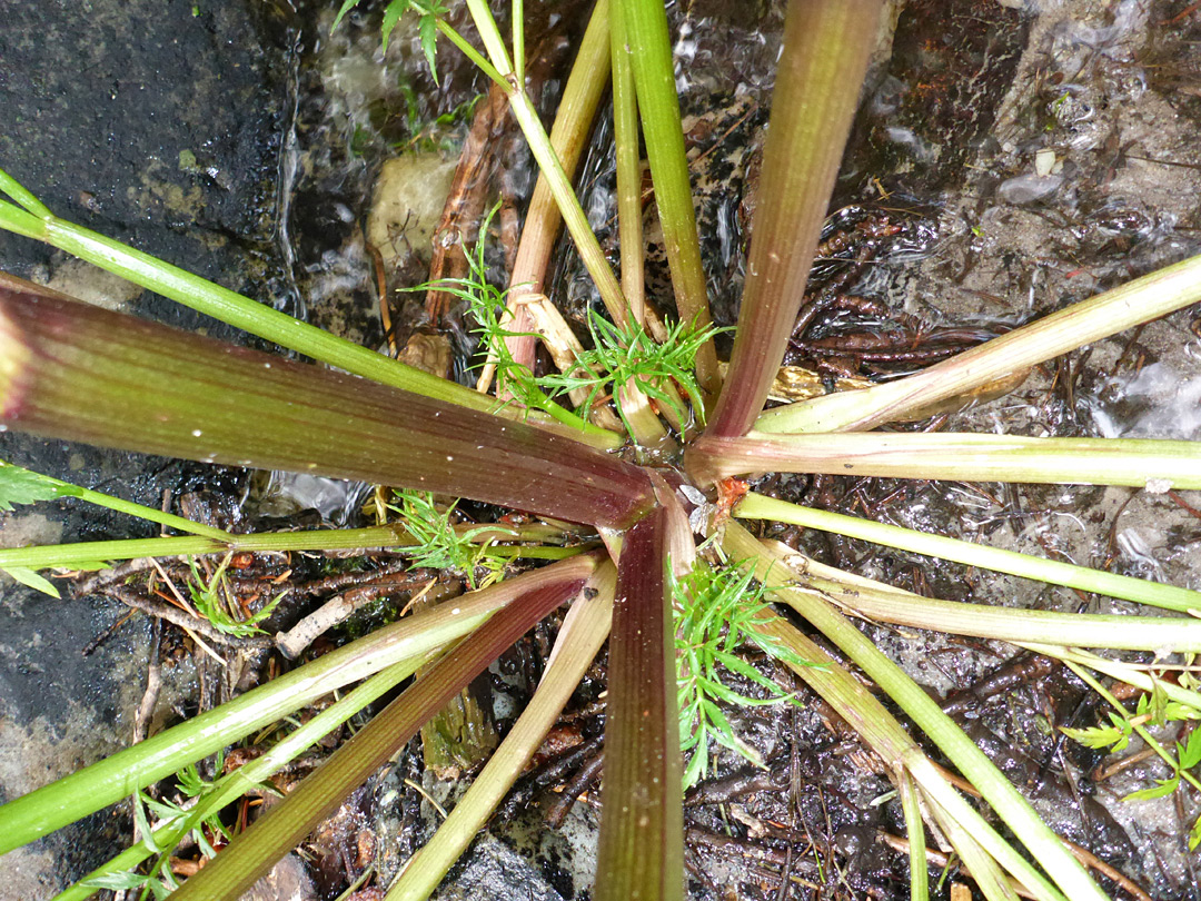 Reddish stems