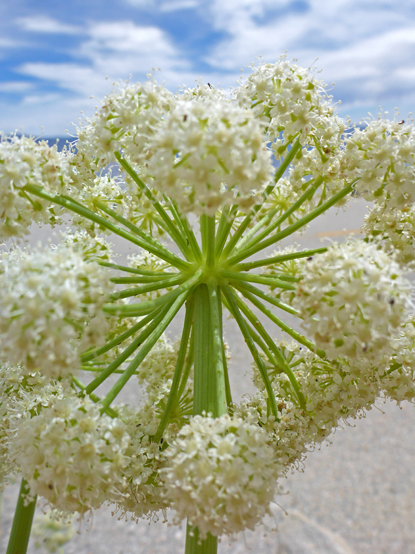 Compound umbel