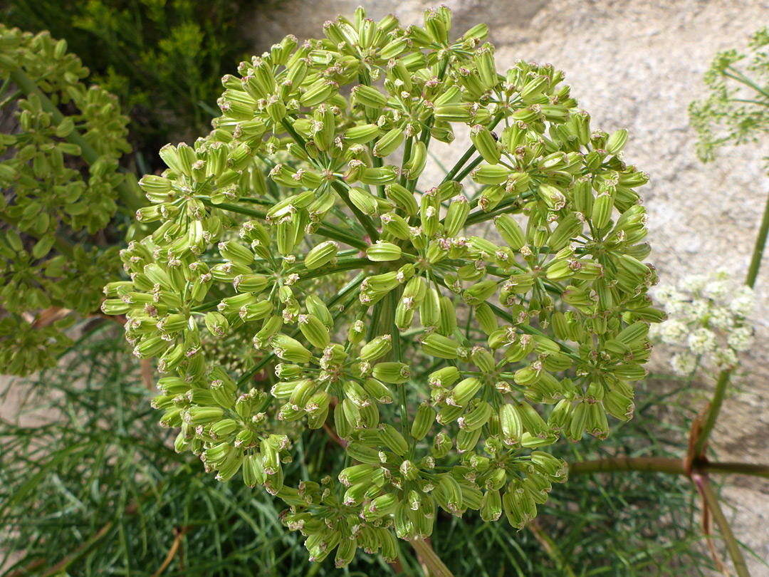 Green fruits