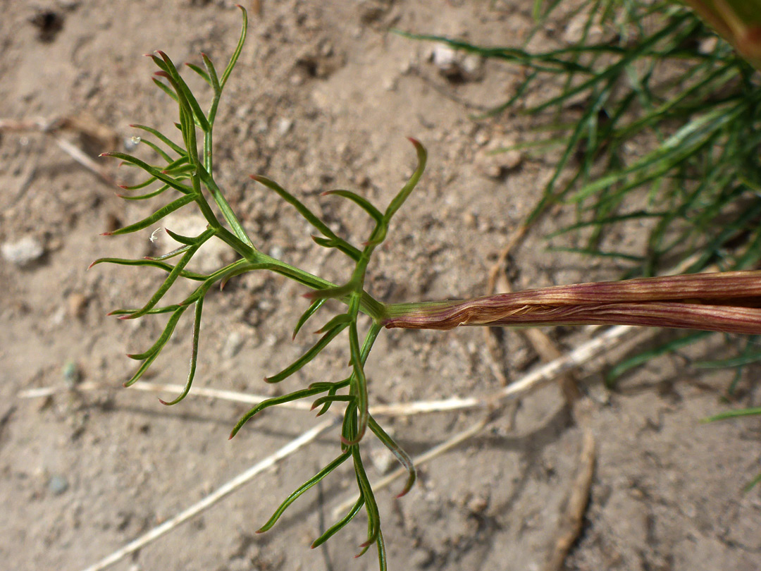 Cauline leaf