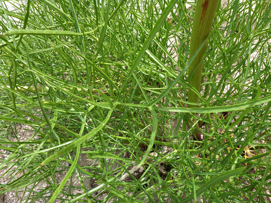 Dense foliage