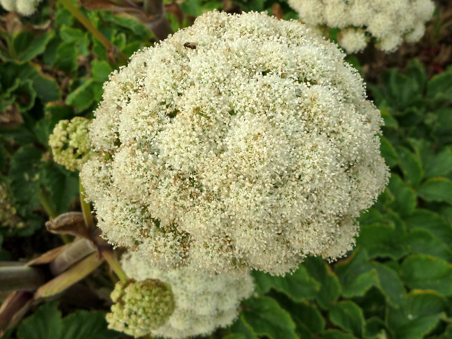 Spherical inflorescence