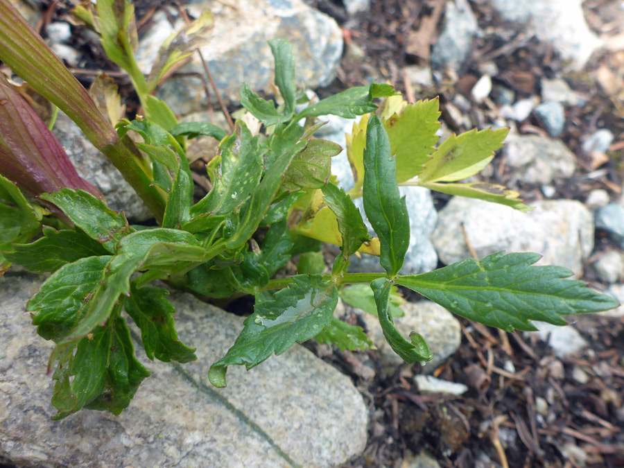 Basal leaves