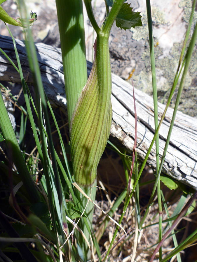 Sheathed leaf