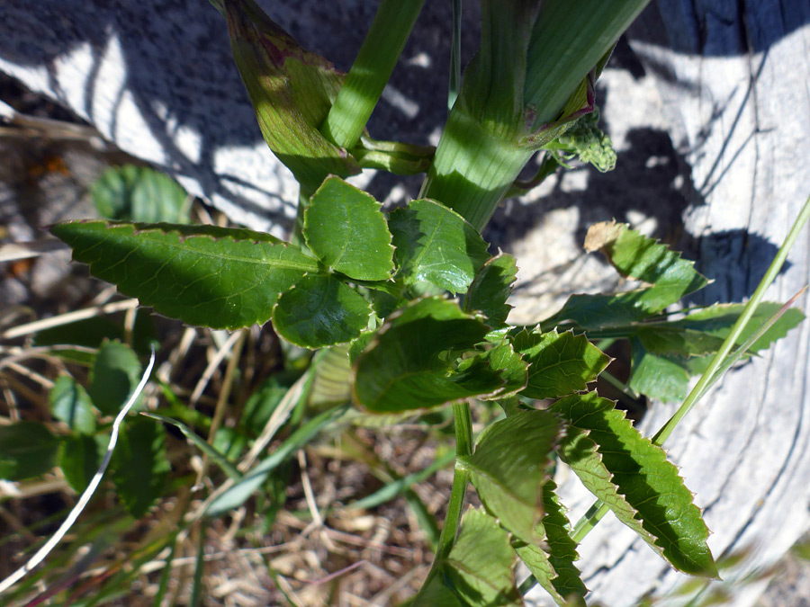 Lower stem leaf