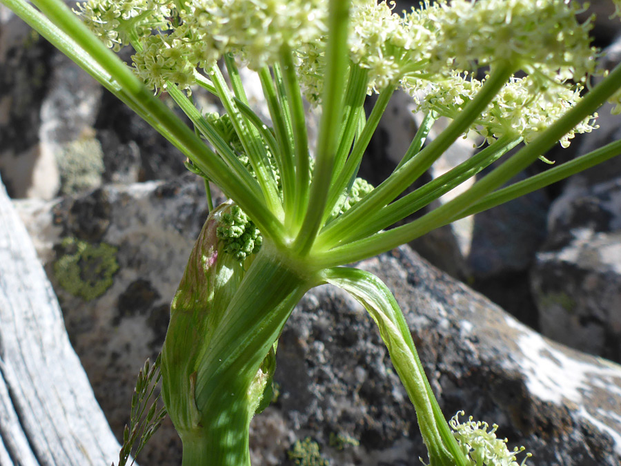 Base of an umbel