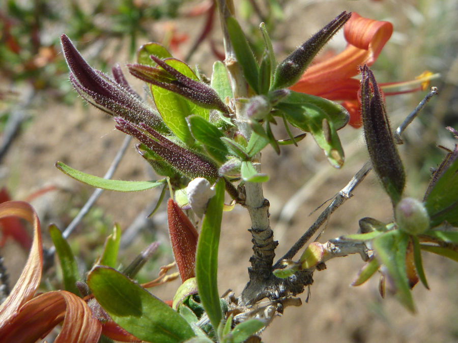 Leaves and buds