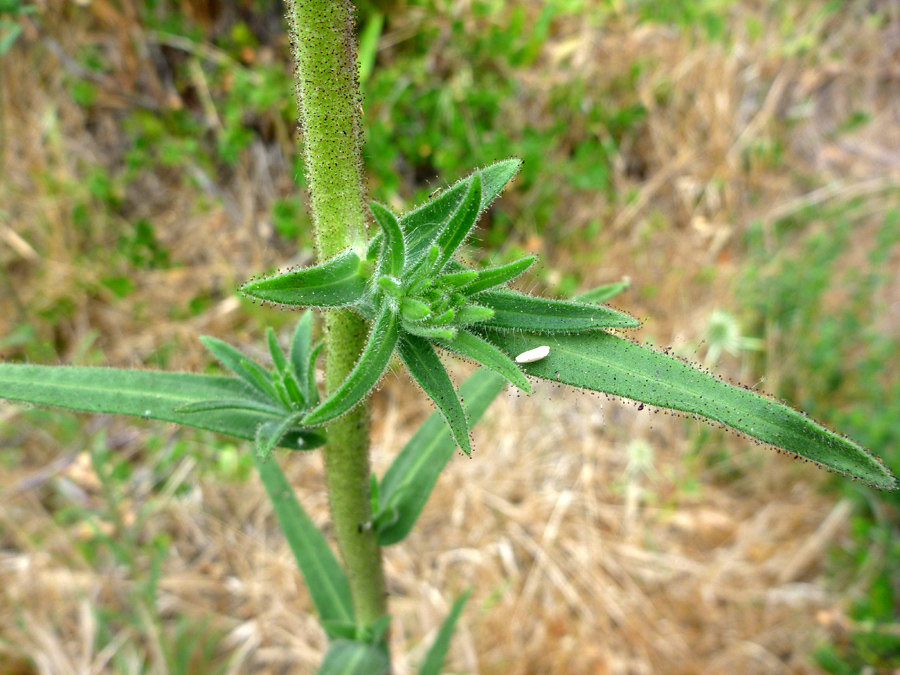 Stem and leaves