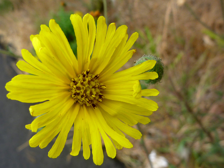 Yellow flowerhead