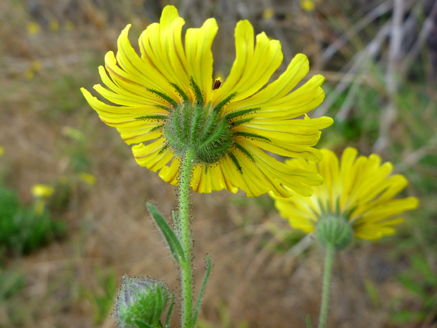 Stem and phyllaries