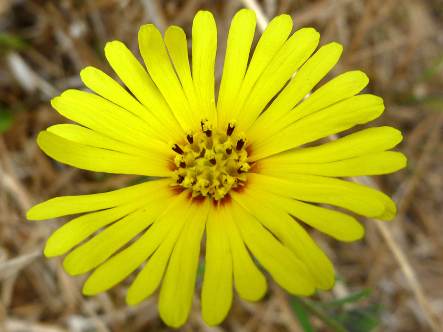 Long yellow ray florets