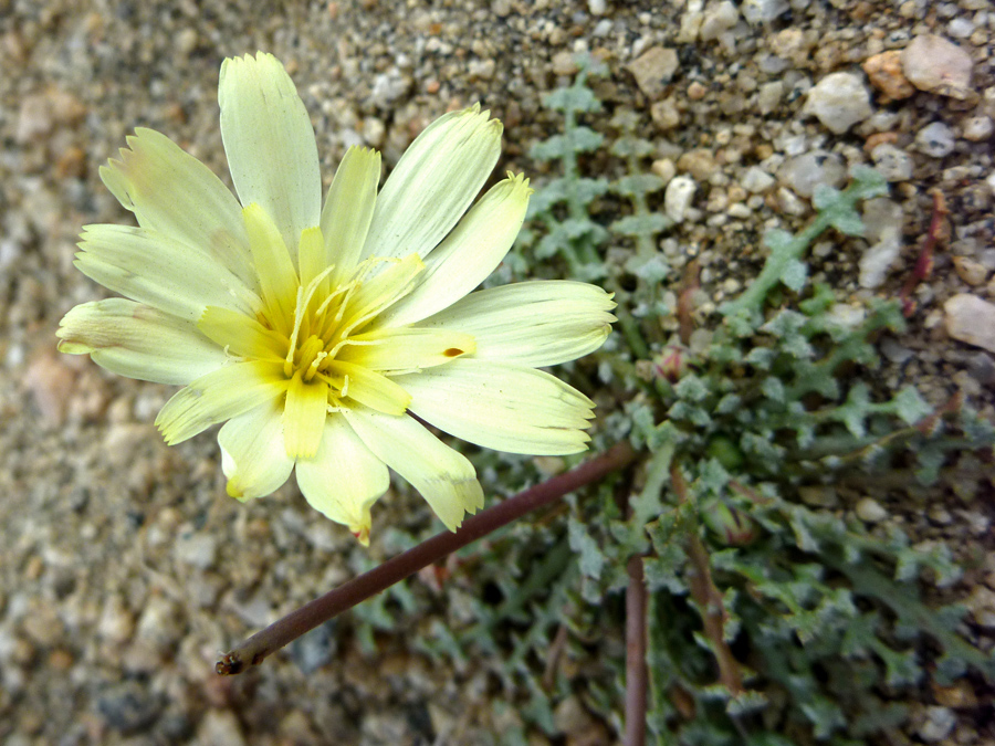 Pale yellow flower