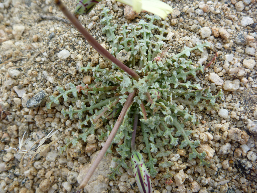 Buds, stems and leaves