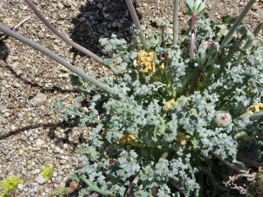 Basal leaves