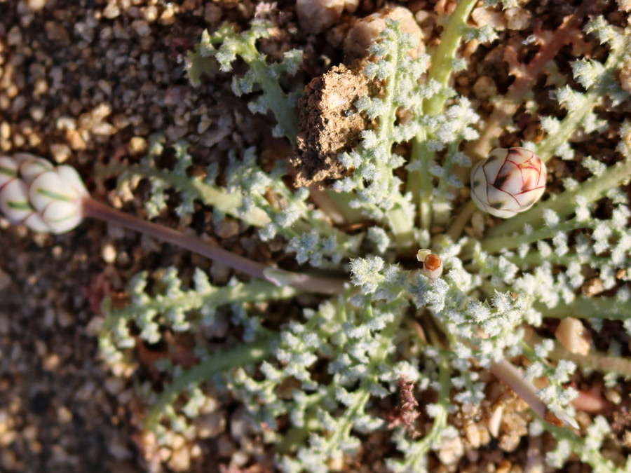 Bud and leaves