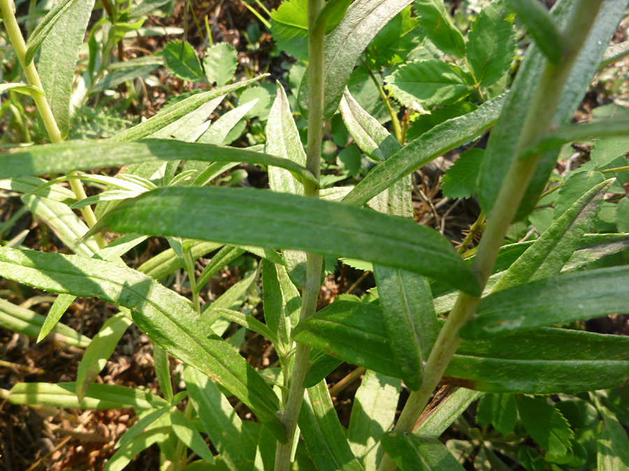 Linear leaves