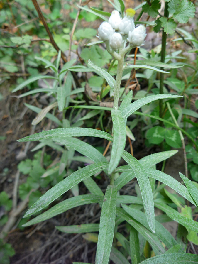 Hairy grey-green leaves