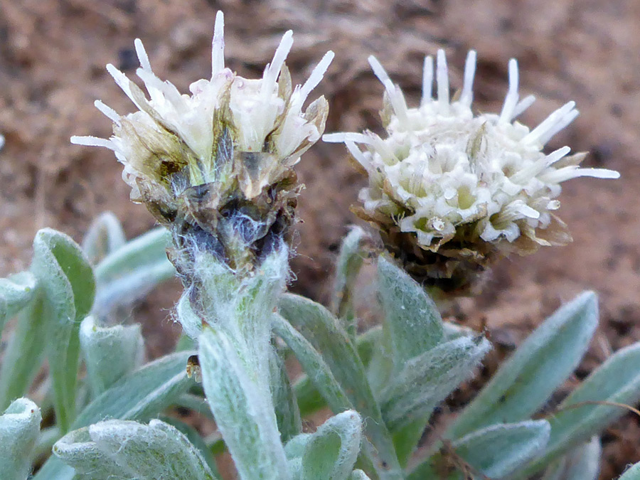 Two flowerheads