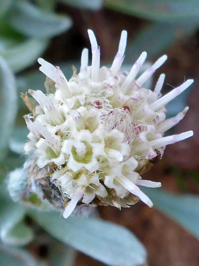 White disc florets