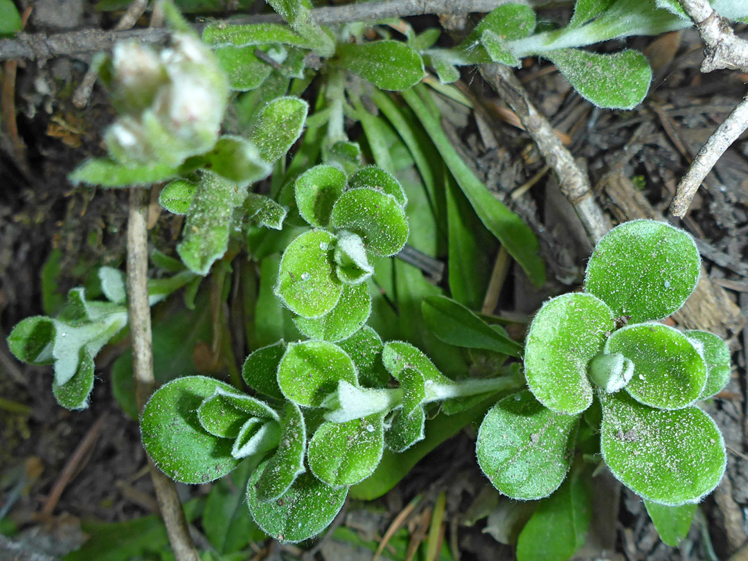 White-margined leaves