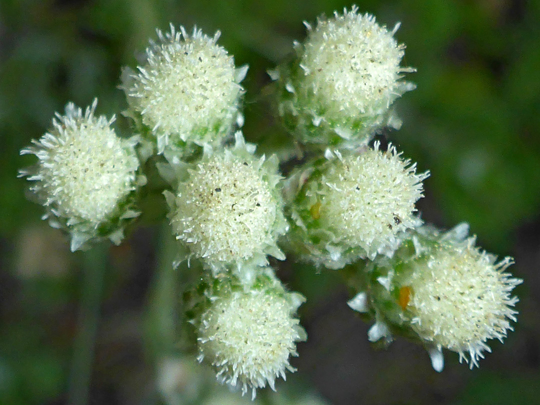 Seven flowerheads