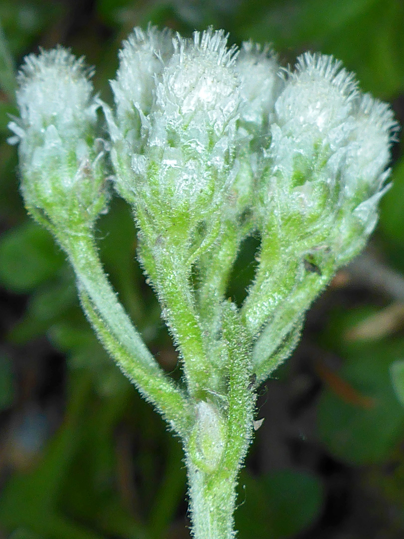 Inflorescence