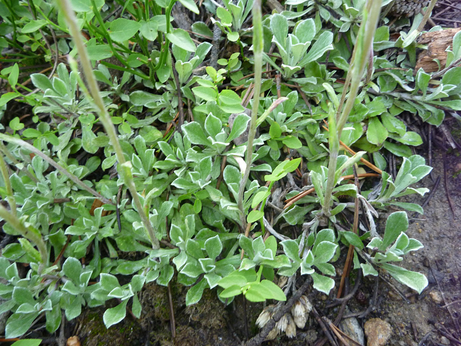 Small leaves